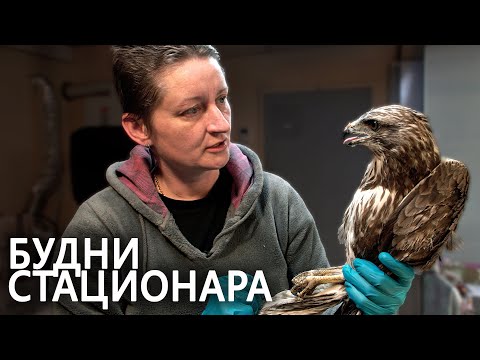 Видео: Авиарий в Сирине, будни стационара, куница не хочет в лес