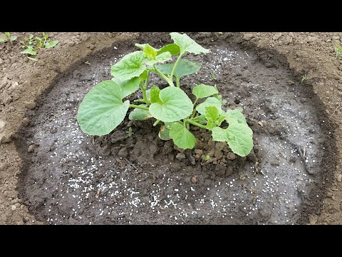 Видео: Как се торят зеленчуците с минерални торове.