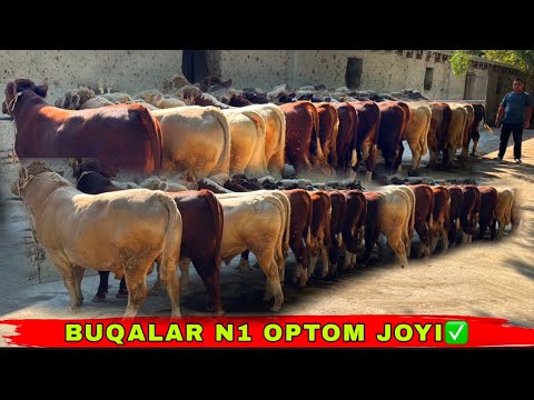 Видео: ZOYIRJON NARXLARNI KESKIN TUSHIRIB YUBORDIYUU😀👍👍6 октября 2025 г.