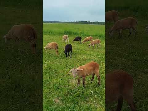 Видео: Продажа ярок F2, F3, маток F1, F2 Катум- Романовская.