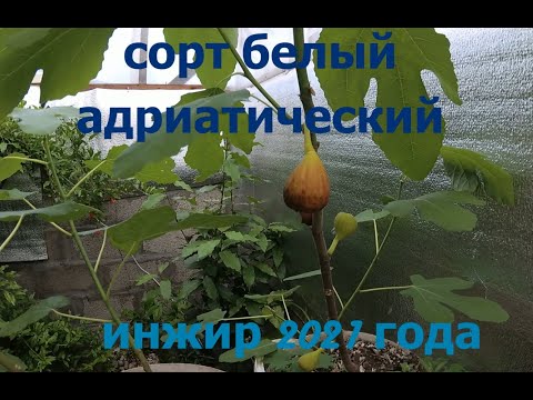 Видео: Созрел первый инжир