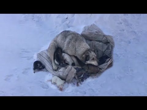 Видео: Мама-собака плачет и умоляет спасти ее после рождения 10 щенков в холодном снегу