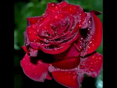 Видео: Розовый альбом. Стихи О. Чихановой, читает автор. Фото С. Павлиди и  N. Chernisheva. Муз. А. Чиханов