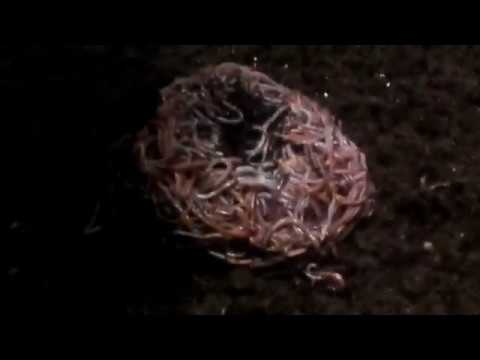 Видео: Формирования маточника ...