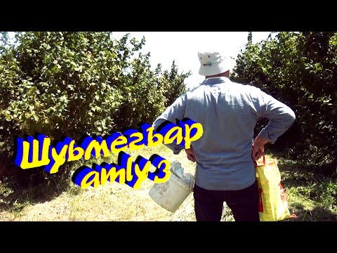 Видео: "ШУЬМЕГЪАР" 🌰 этот клип для трудолюбивых людей. 🎵 Музыка просто кайф !!! Летний Хит 2022💥