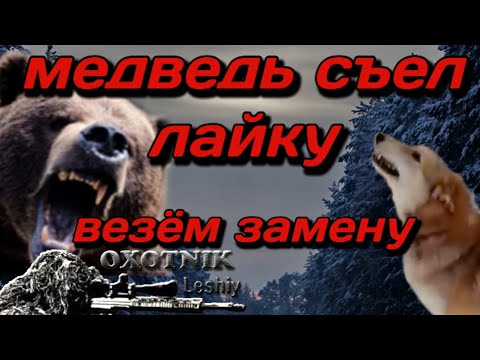 Видео: Медведь съел лайку, везем замену.