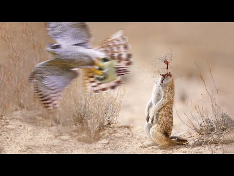 Видео: Сразил с Одного Удара! Эти Битвы Животных Вы Запомните На Всю Жизнь!