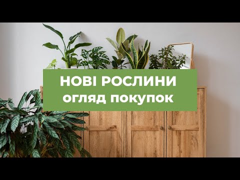 Видео: НОВІ РОСЛИНИ ВДОМА |  Огляд покупок, назви сортів, велика колекція рослин