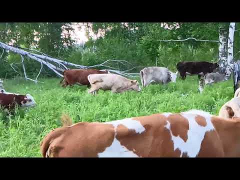 Видео: Волки нападают на скот.