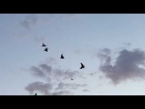 Видео: #Pigeons.Красивая посадка армянских бойных голубей. 