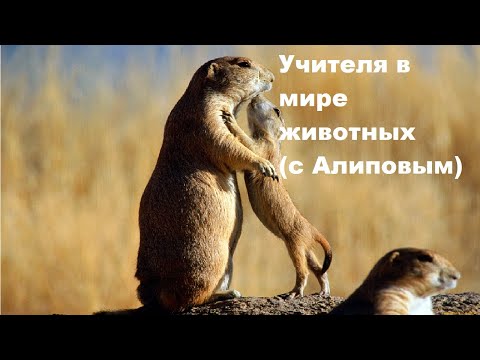 Видео: Учителя в мире животных с Алиповым