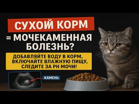 Видео: Как сухие корма вызывают развите мочекаменной болезни у кошек. Узнайте, как всё вовремя исправить.