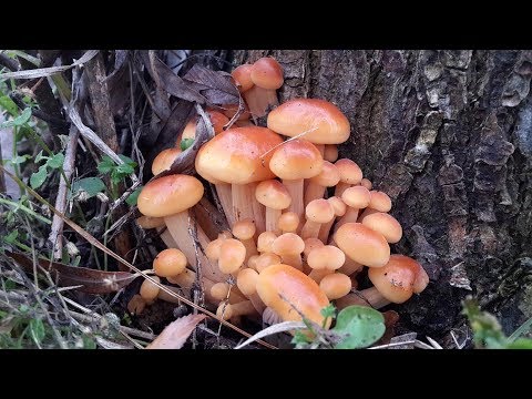 Видео: Зимние опята (Flammulina velutipes) - как отличить, где и когда растут