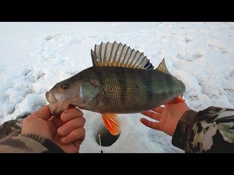 Видео: УДОЧКУ ВЫБИВАЕТ! ВОТ ЭТО РЫБАЛКА! ЯКУТИЯ ОТДЫХАЕТ!!! ЛОВЛЯ КРУПНОГО ОКУНЯ НА МОРМЫШКУ. Рыбалка 2023