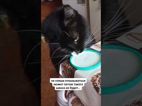 Видео: кот и молоко