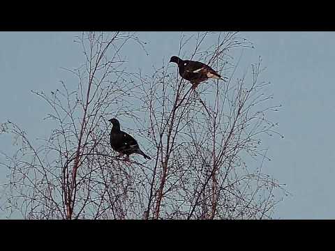 Видео: ХРАБРЫЕ ТЕТЕРЕВА / РУЧНЫЕ ТЕТЕРЕВА / ТЕТЕРЕВА НА КОРМЕЖКЕ / КАК ЕДЯТ КОСАЧИ