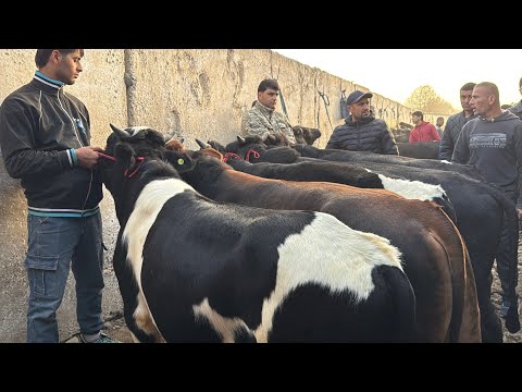 Видео: БУҚА ВА ГОВИ ШИРТЕ МОЛИ ГУСАЛАДОР ВА БУҚАХО 3 ноября 2025 г.