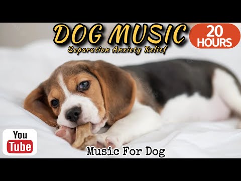 Видео: 20 часов любимой музыки собак🐶💖Музыка для сна собак 🐶🎵 Музыка для снятия беспокойства при разлуке🎵