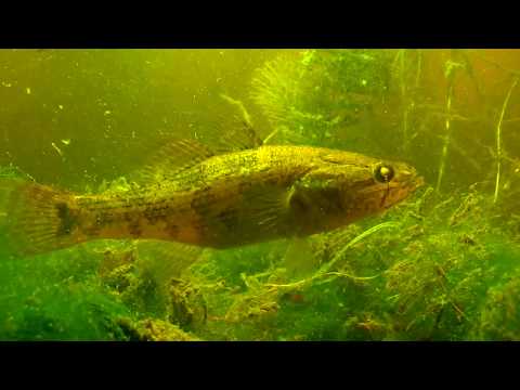 Видео: О чём молчат рыбы. 37.Бычки, их роль в реке!!!