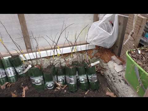Видео: Азимина, саженцы в контейнера. 22