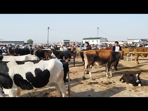 Видео: Сарыағаш мал базары