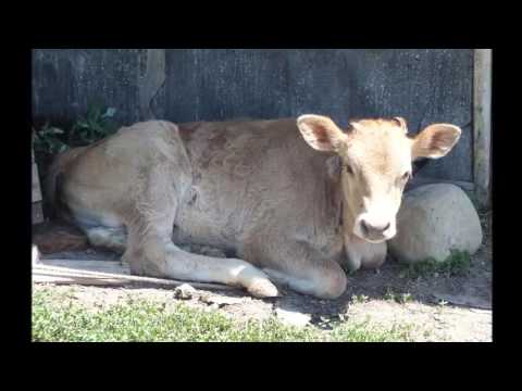 Видео: Наш БЕСТЕРЕК!