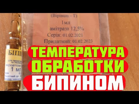 Видео: Бипин от клеща варроа. Температура обработки пчел бипином. Сроки обработки пчел бипином