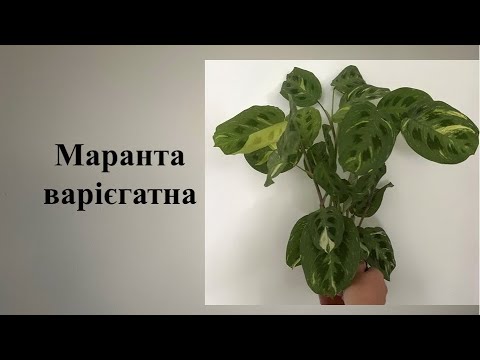 Видео: Маранта - прості правила догляду за рослиною