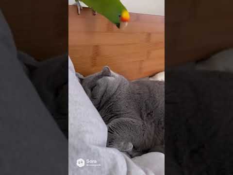 Видео: Кот и попугай №31🦜#shorts #viral