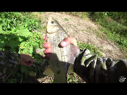 Видео: КАРАСЬ на макушатник.  Ловля на донки р.Дон Сентябрь 2021