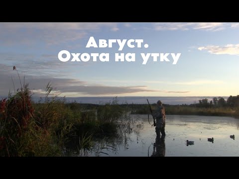 Видео: Про охоту и охотников с Валерием Кузенковым. Сезон 3. Август. Охота на утку