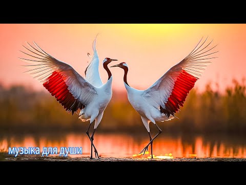 Видео: ВОССТАНОВЛЕНИЕ НЕРВНОЙ СИСТЕМЫ - Осень - Что такое осень! Почему все плачут под эту песню?