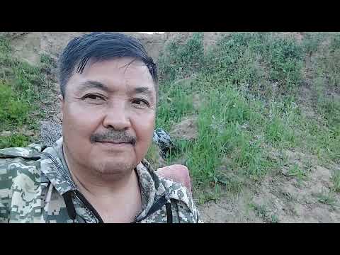 Видео: Рыбалка на Нуре...ловим судака на живца...