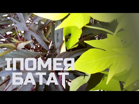 Видео: ІПОМЕЯ БАТАТ. Олгяд по сортам.