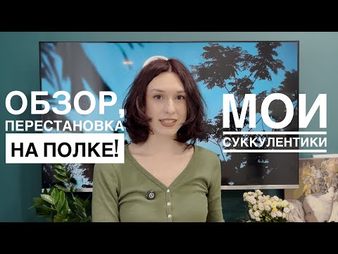 Видео: Обзор моей коллекции суккулентов! Перестановка на полке, пересадки, какой грунт использую