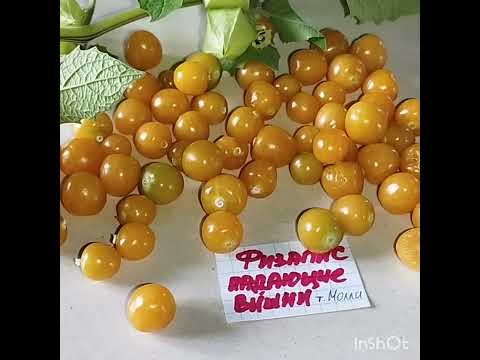 Видео: Физалис овощной и десертный . Часть 1 . Падающие вишни тети Молли .