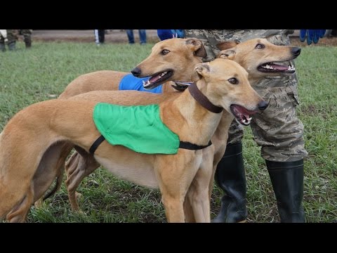 Видео: Региональные состязания грейхаундов по зайцу русаку памяти В Н  Бондарева 2016г  видео