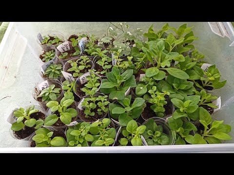 Видео: Сибирь. Результат черенкования растений в сравнении в торф Классман и в почвогрунт.