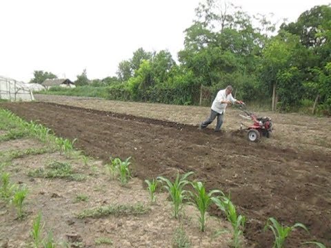 Видео: Мотоблок Кентавр 7л с  Копка картофеля картофелекопом