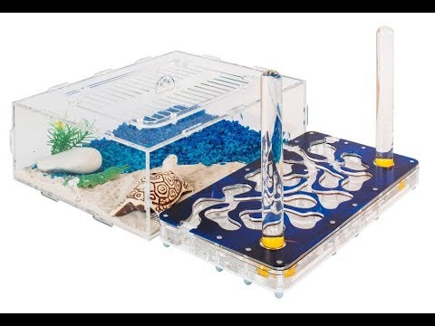 Видео: Моя новая Муравьиная ферма ! Распаковка и заселение! Новый Формикарий!