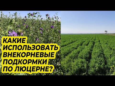 Видео: Какие использовать внекорневые подкормки по люцерне?