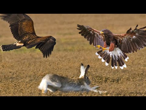 Видео: Эти ястребы охотятся как волчья СТАЯ! Пустынный канюк: небесные волки в деле!