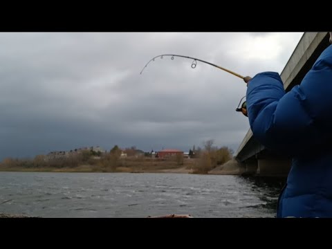 Видео: Как ловить пассивного окуня в ноябре? Снасть номер 1 по холодной воде! Тягаю одного за другим!02.11.