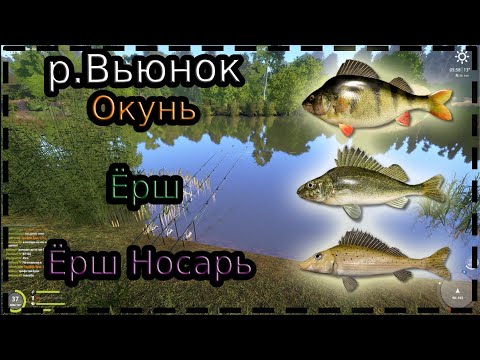 Видео: р.Вьюнок / Окунь , Ёрш , Ёрш Носарь / 03.09.2024