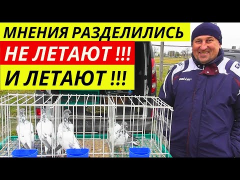 Видео: ЯРМАРКА ГОЛУБЕЙ г.Павлоград Цены 💲 Продажа 📞 Голуби ▶ 3-я часть