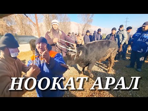 Видео: НООКАТ АРАЛ МАЛ БАЗАРЫ РЕАЛДУУ БААЛАР 