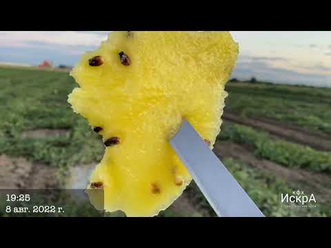 Видео: Арбуз ГОЛДЕН ТАЙГЕР : GOLDEN TAYGER F1 Vilmorin Mikado   HD 720p