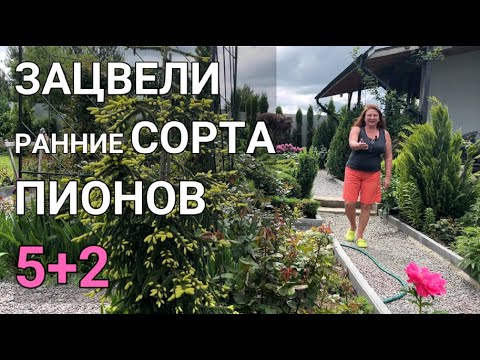 Видео: КАКИЕ СОРТА ПИОНОВ ЗАЦВЕТАЮТ ПЕРВЫМИ | 5+2 Сортов пионов зацвели в моем саду
