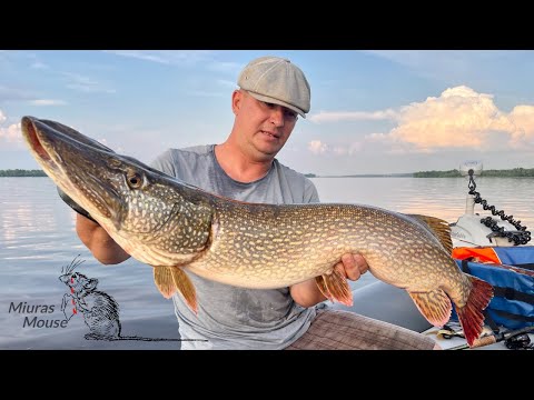Видео: Проводка мыши MIURAS MOUSE и первая КРОВЬ напарника в 2022