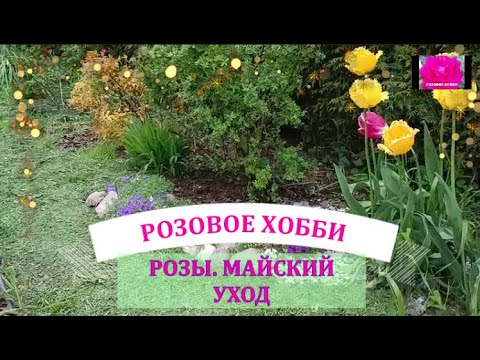 Видео: РОЗЫ  МАЙСКИЙ УХОД